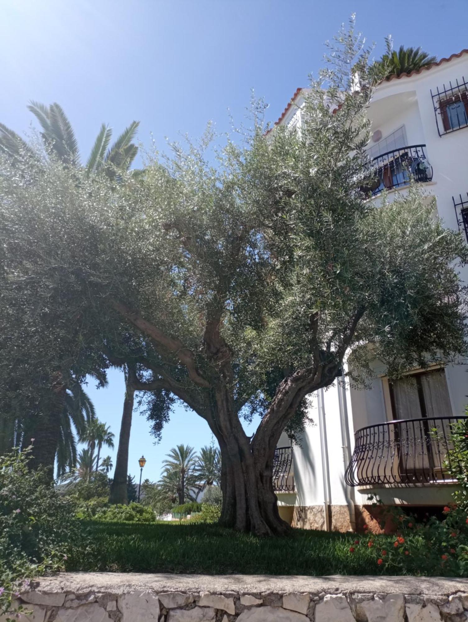 Estudio Alfil-piscina Appartement Dénia